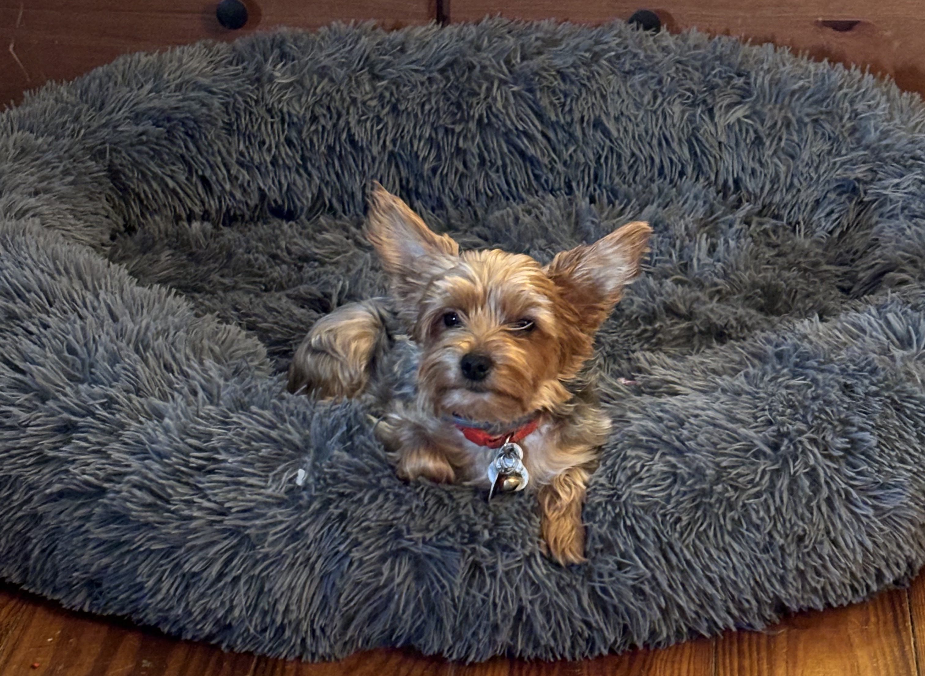 Dog Days: Notes from the Den