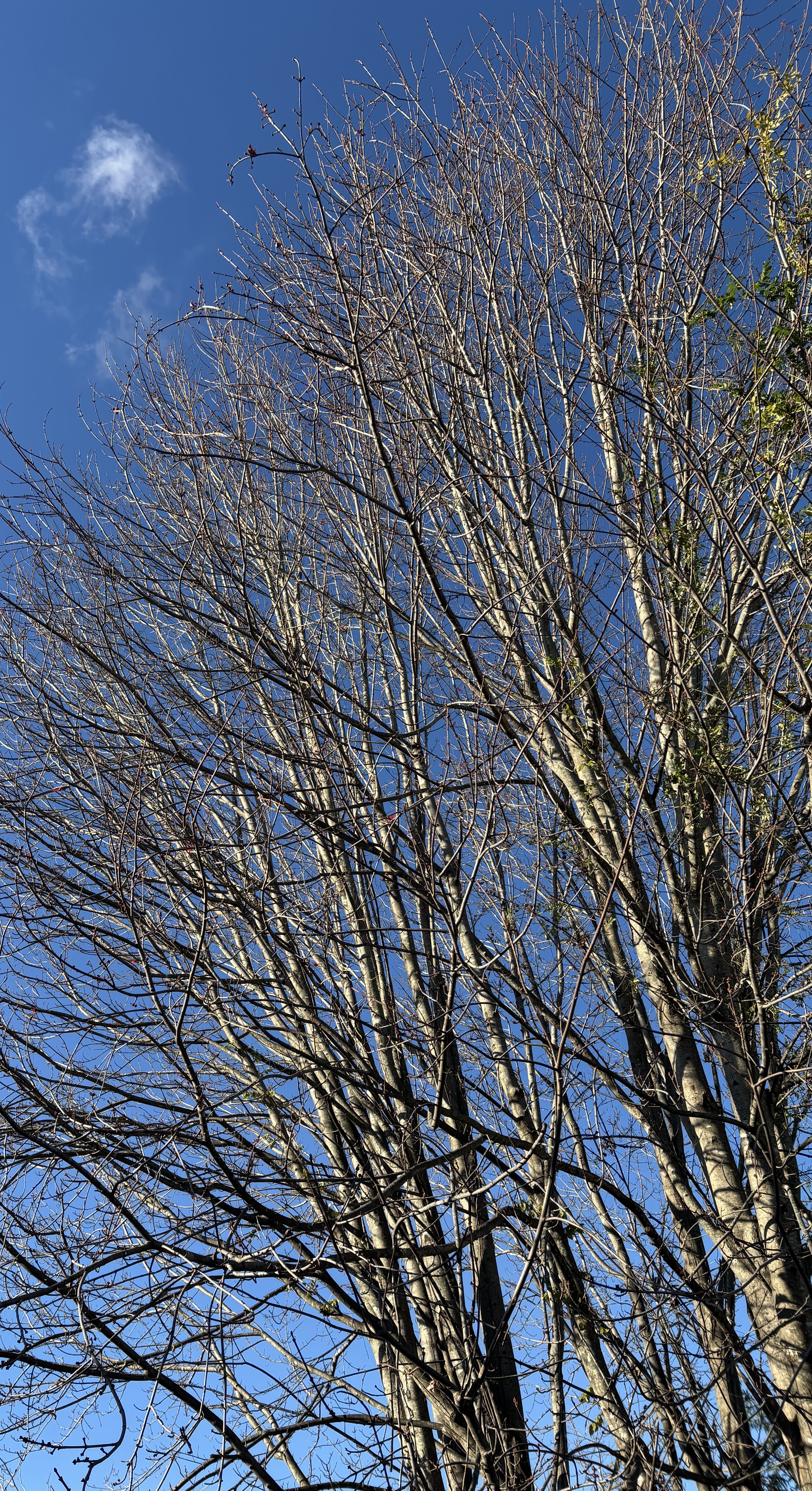 Lessons from a Maple