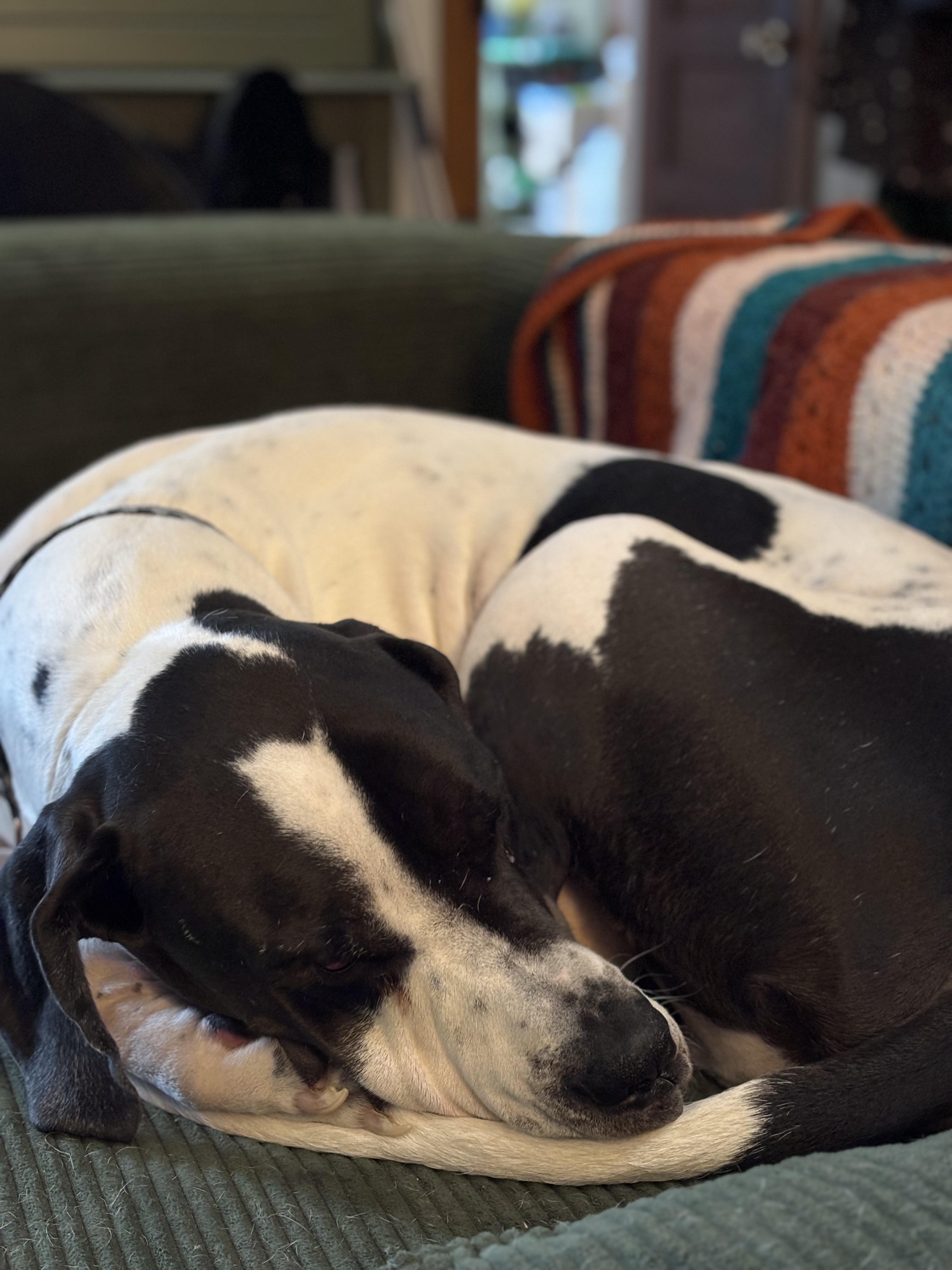 Dog Days: She’s Back!